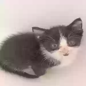 /images/pets/original/2186492_91937_Female - Tulip.webp